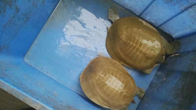 鳖苗雄人工养殖