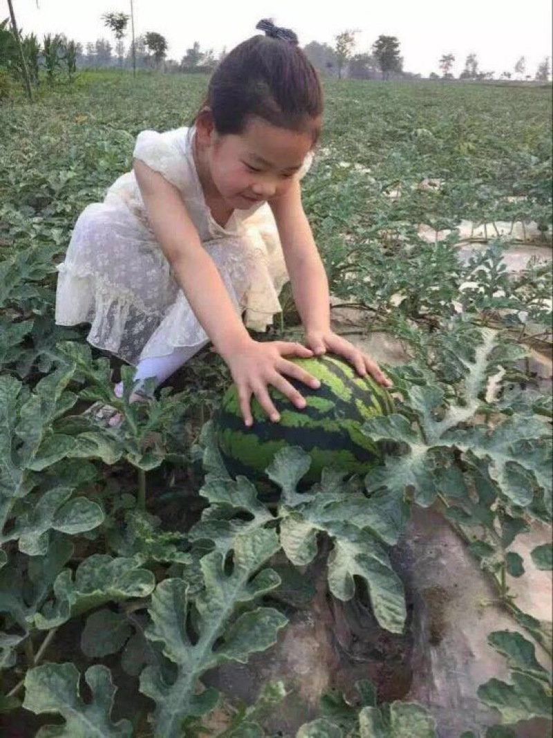 湖北老芦！露天喜洋洋京欣西瓜湖北省老芦西瓜种植合作社，