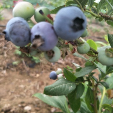 蓝丰蓝莓鲜果6~8mm以上