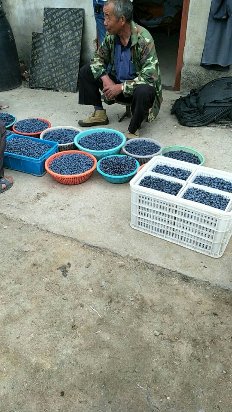 蓝丰蓝莓鲜果6~8mm以上