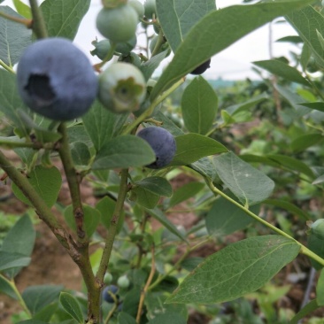 蓝丰蓝莓鲜果6~8mm以上