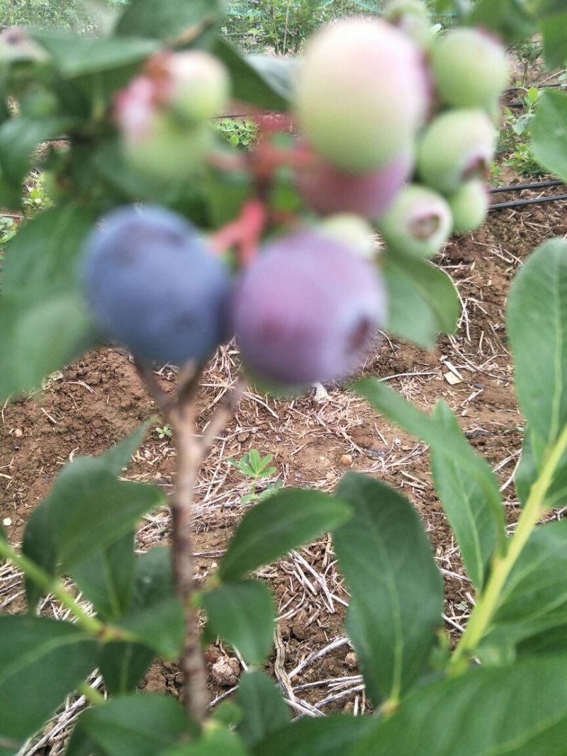 蓝丰蓝莓鲜果6~8mm以上