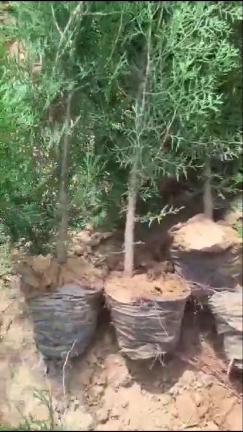 侧柏苗