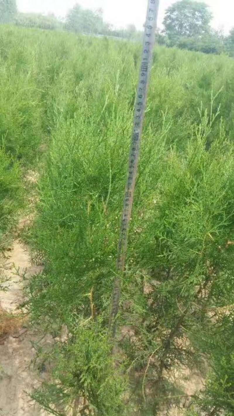 侧柏苗