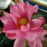 红莲花
