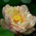 红莲花