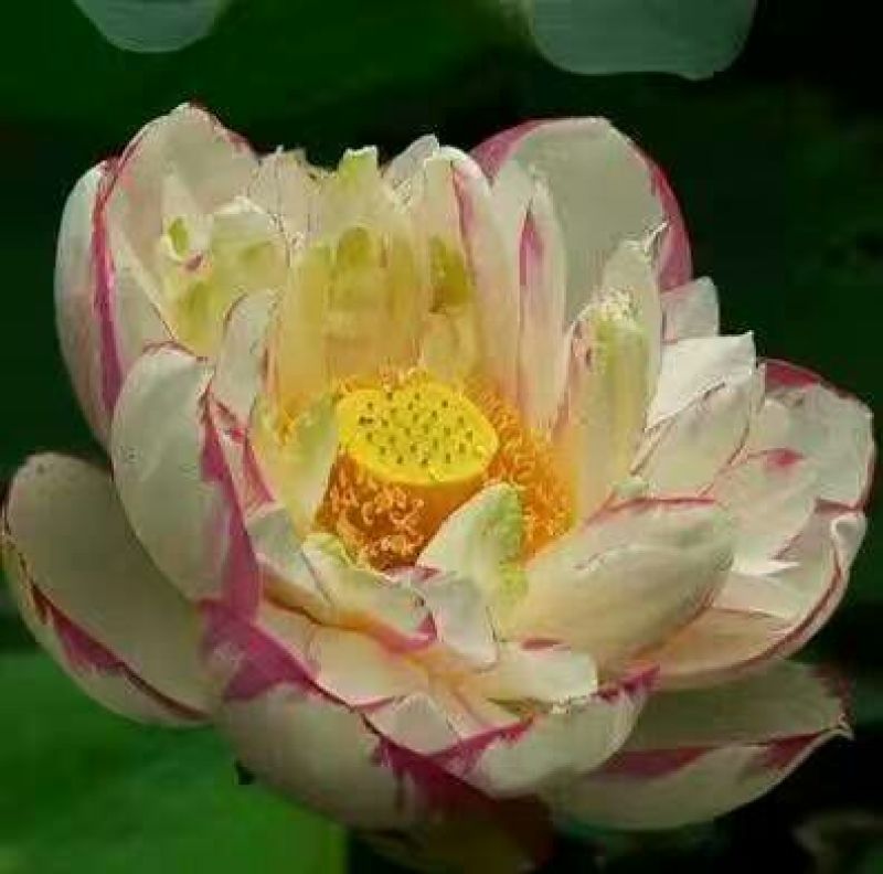 红莲花