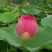 红莲花