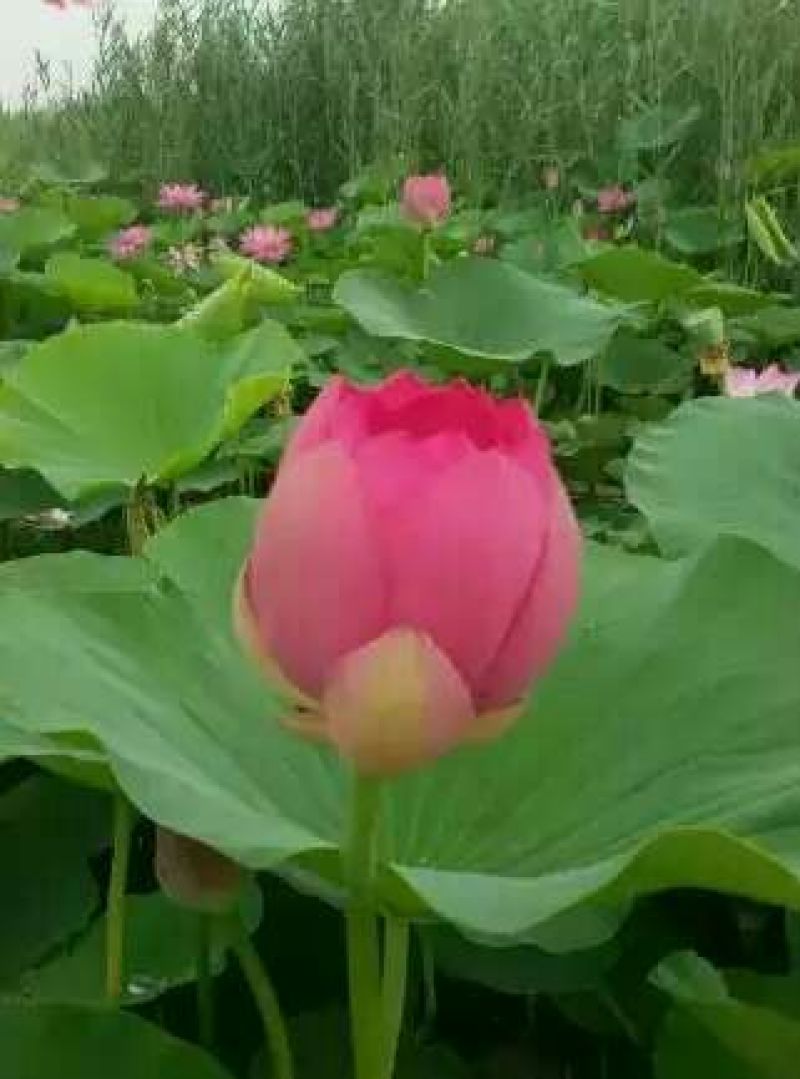 红莲花