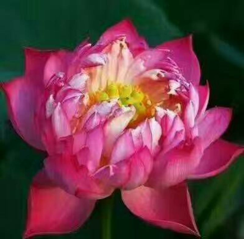 红莲花