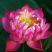 红莲花