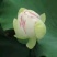 红莲花