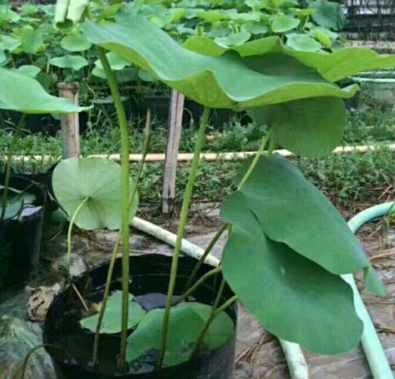 红莲花