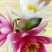 红莲花