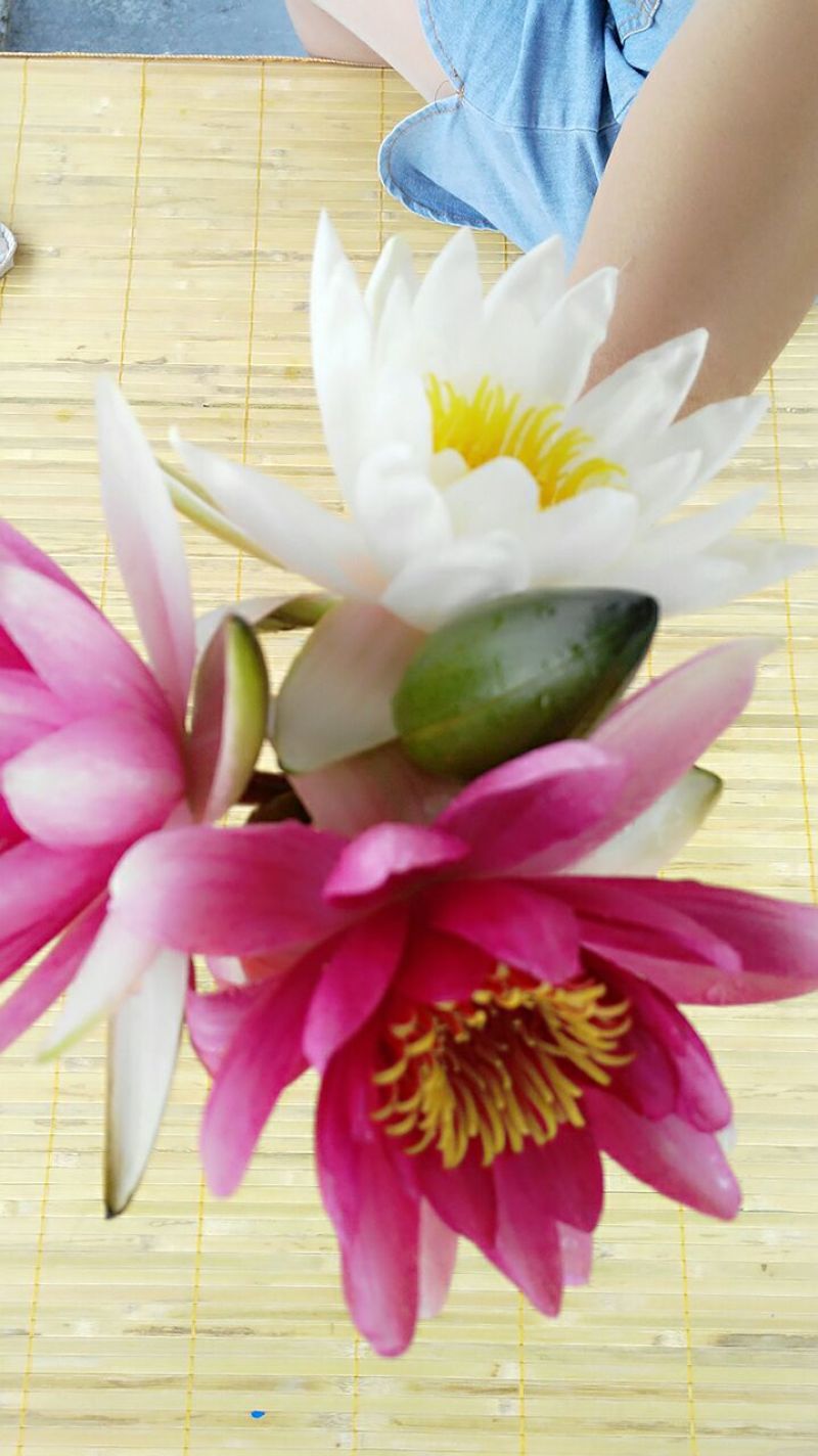 红莲花