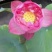 红莲花