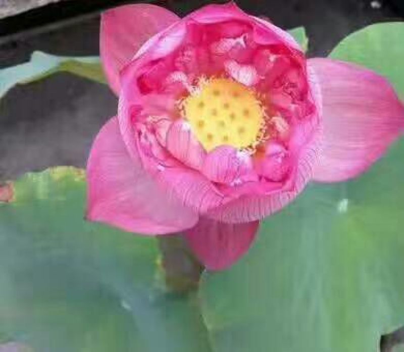 红莲花