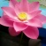 红莲花