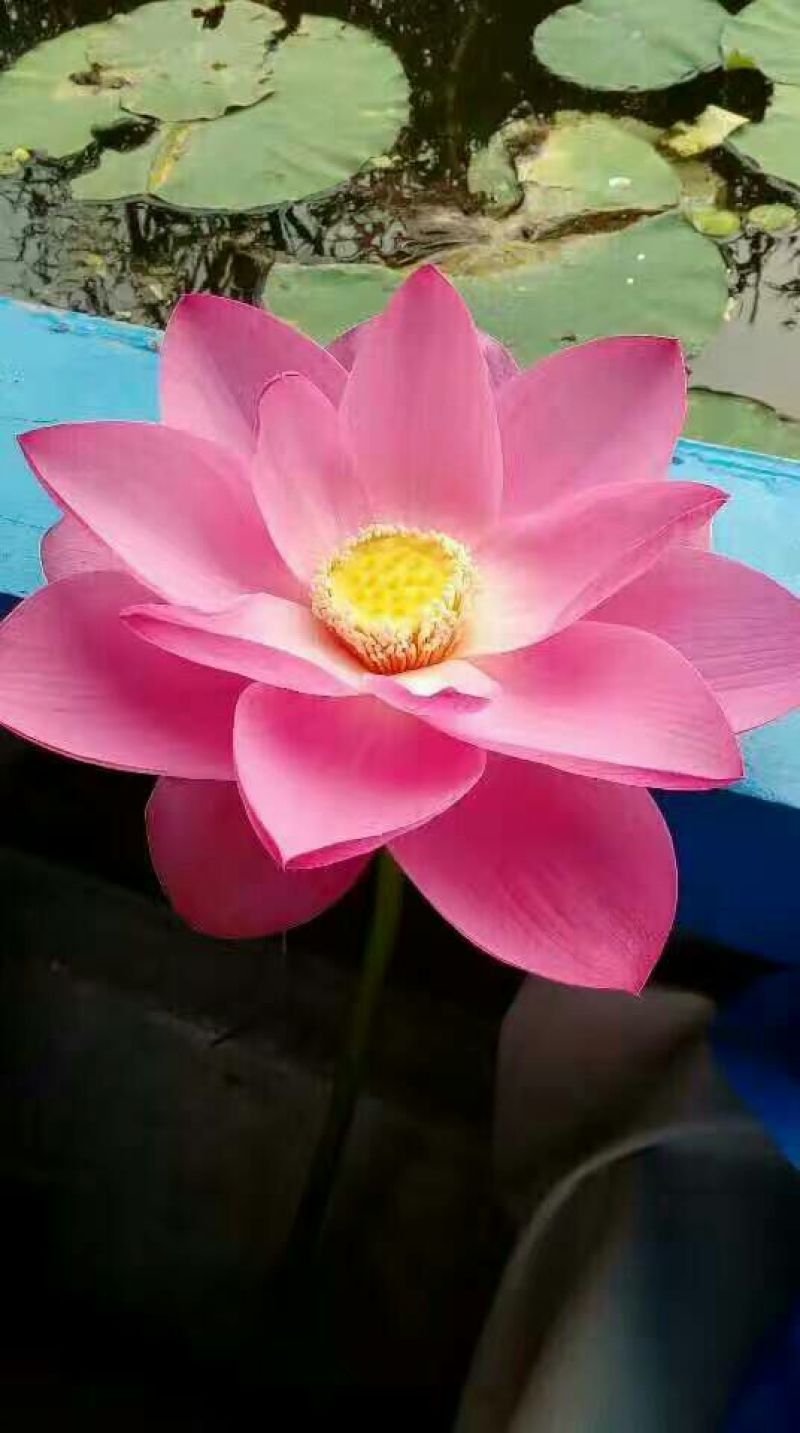 红莲花