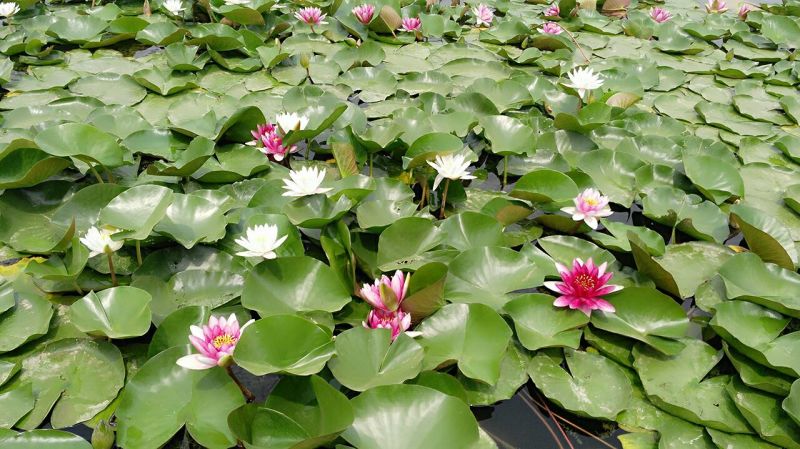 红莲花