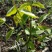 核桃树2cm以下4cm以下1.5~2米