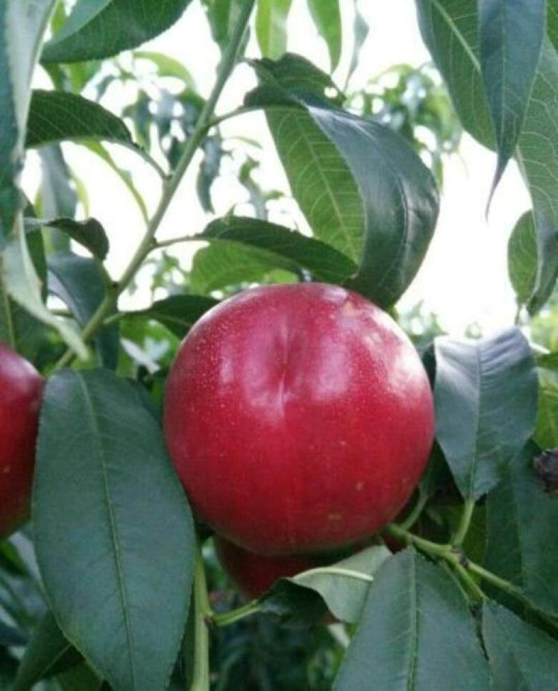 桃树苗80cm以上蜜桃，油桃。蟠桃