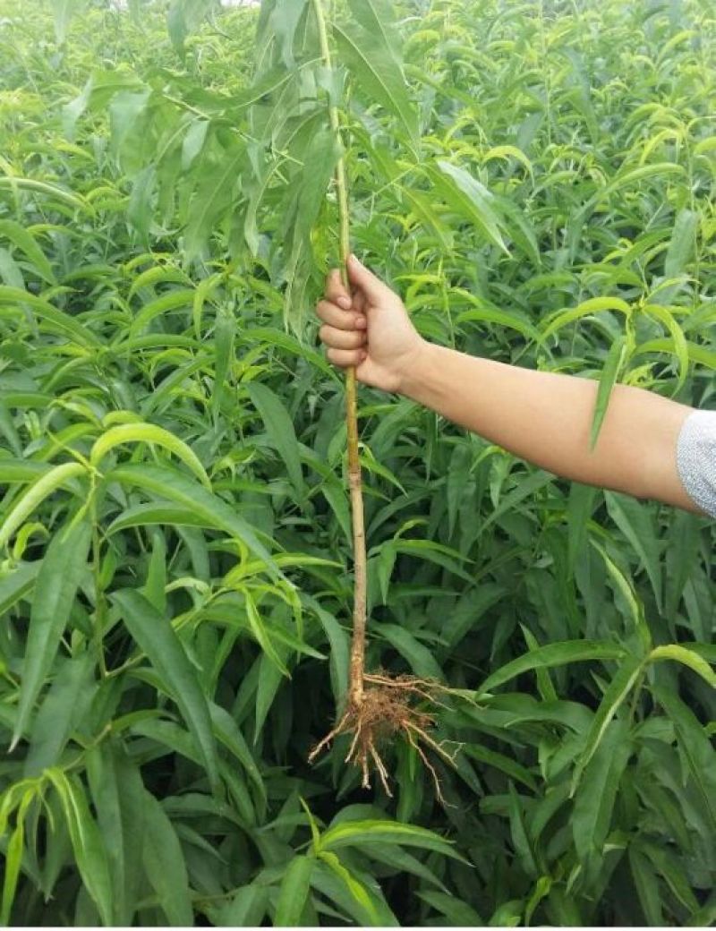 桃树苗80cm以上蜜桃，油桃。蟠桃