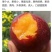 桃树苗80cm以上蜜桃，油桃。蟠桃