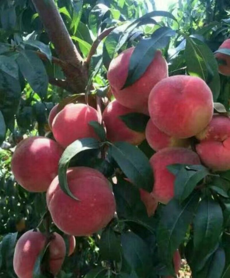 桃树苗80cm以上蜜桃，油桃。蟠桃