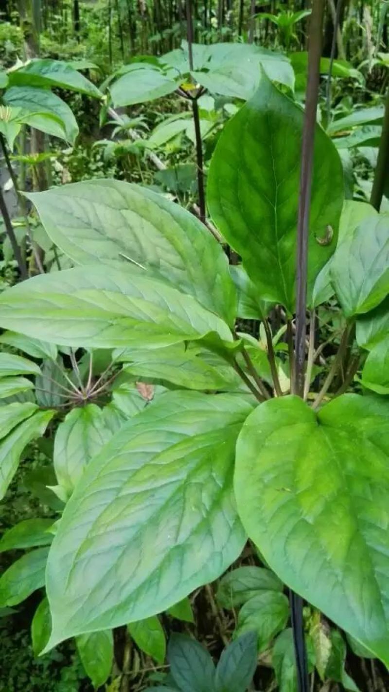 重楼苗3年，块茎中指大小
