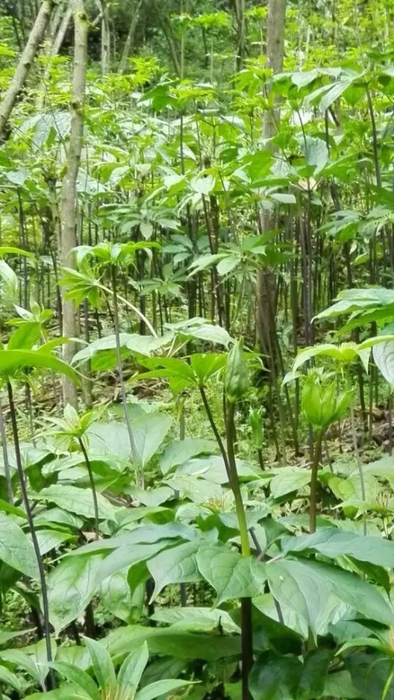 重楼苗3年，块茎中指大小