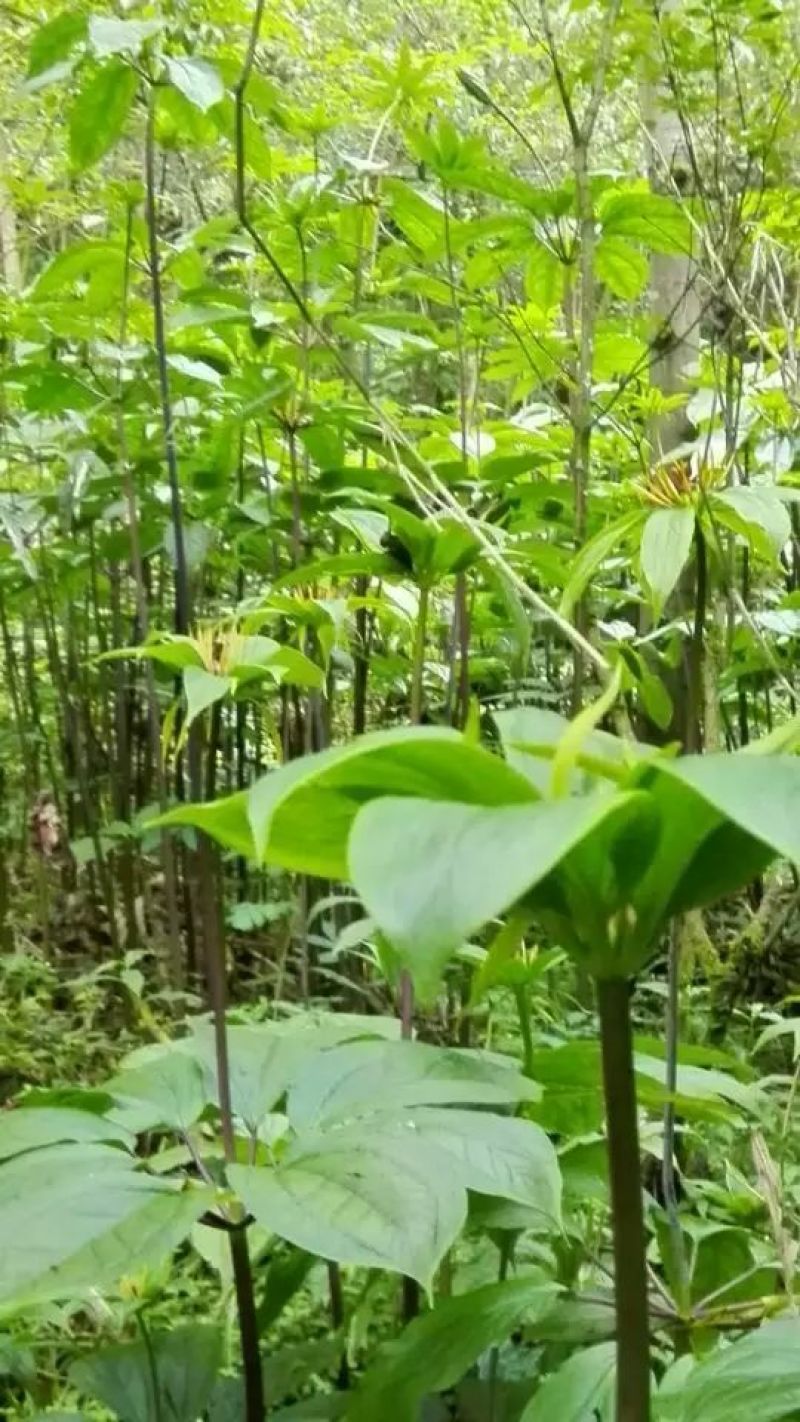 重楼苗3年，块茎中指大小