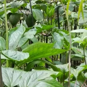 重楼苗3年，块茎中指大小