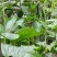 重楼苗3年，块茎中指大小
