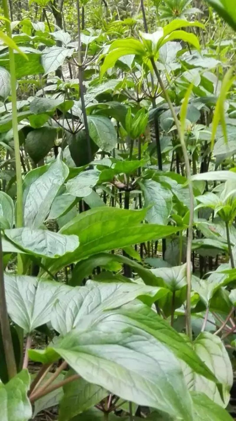 重楼苗3年，块茎中指大小