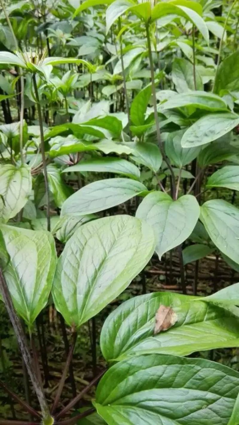 重楼苗3年，块茎中指大小