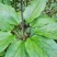 重楼苗3年，块茎中指大小