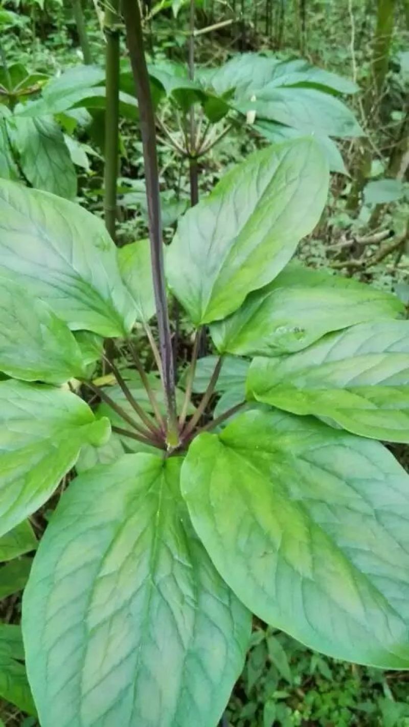 重楼苗3年，块茎中指大小