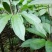 重楼苗3年，块茎中指大小