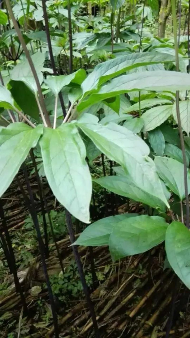 重楼苗3年，块茎中指大小