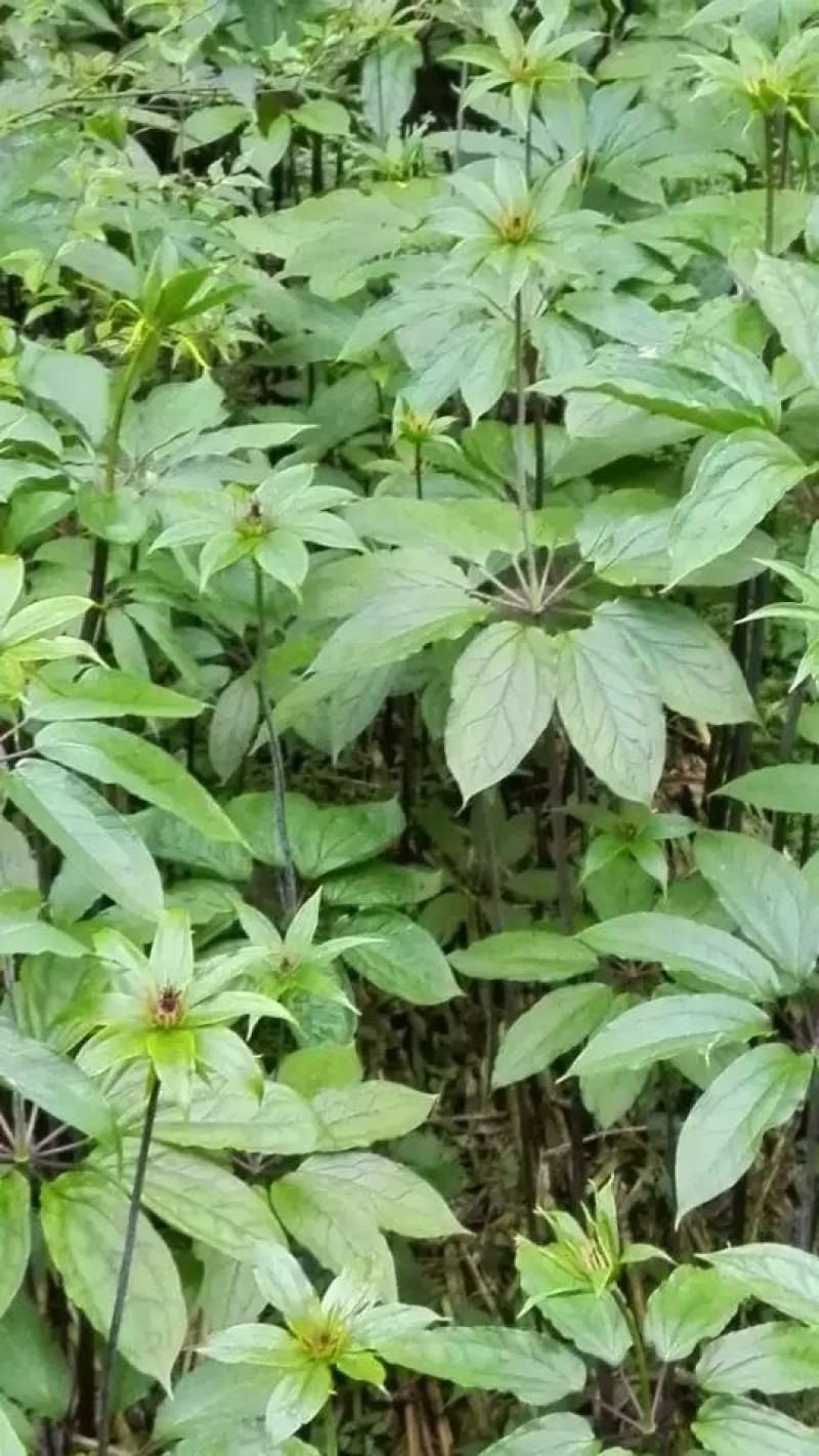 重楼苗3年，块茎中指大小