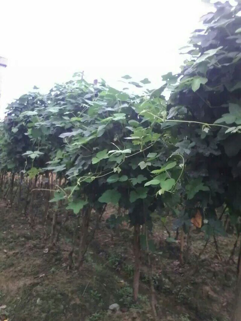 葛根种苗绿化苗木