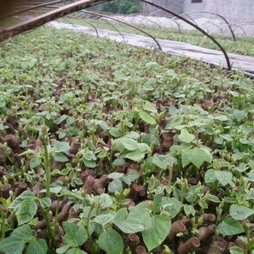 葛根种苗绿化苗木