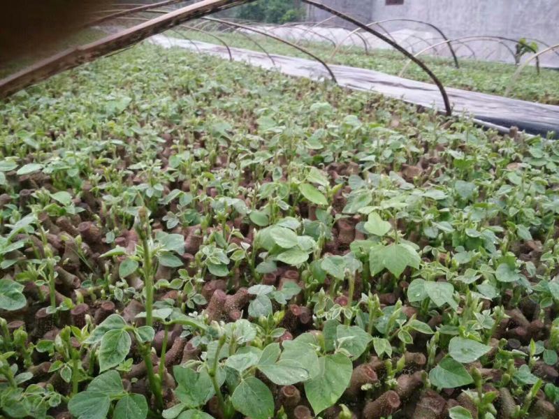 葛根种苗绿化苗木