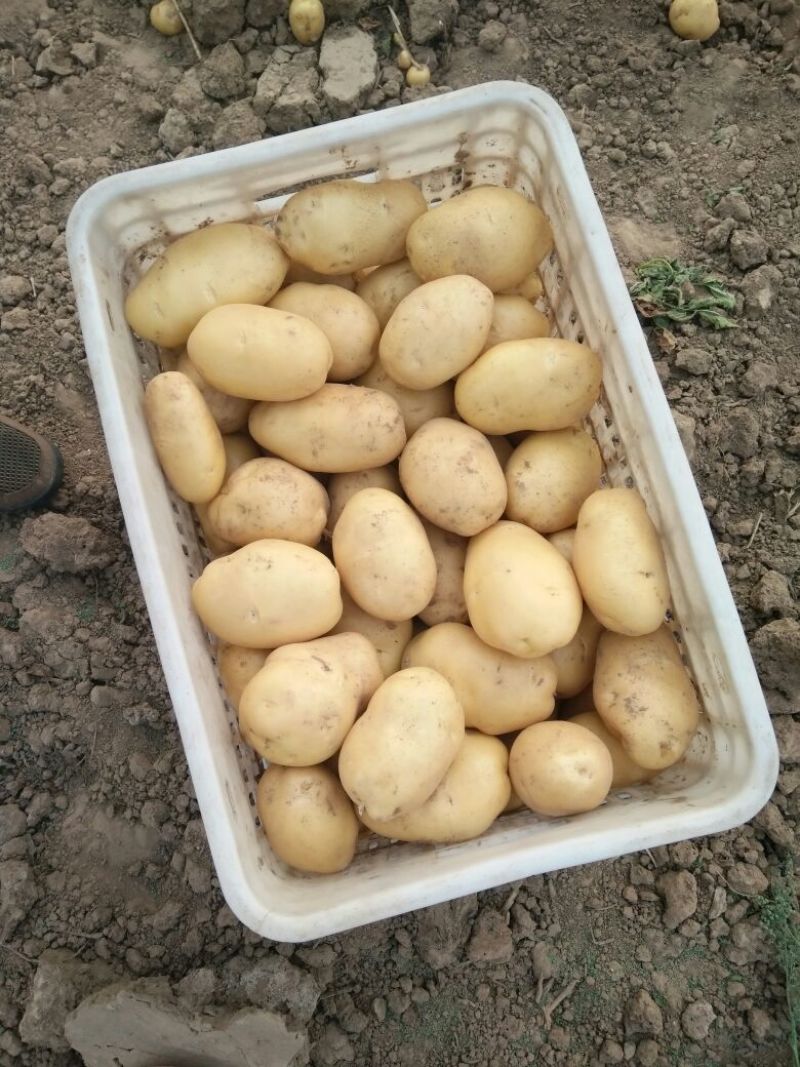 荷兰十五土豆通货2两以上