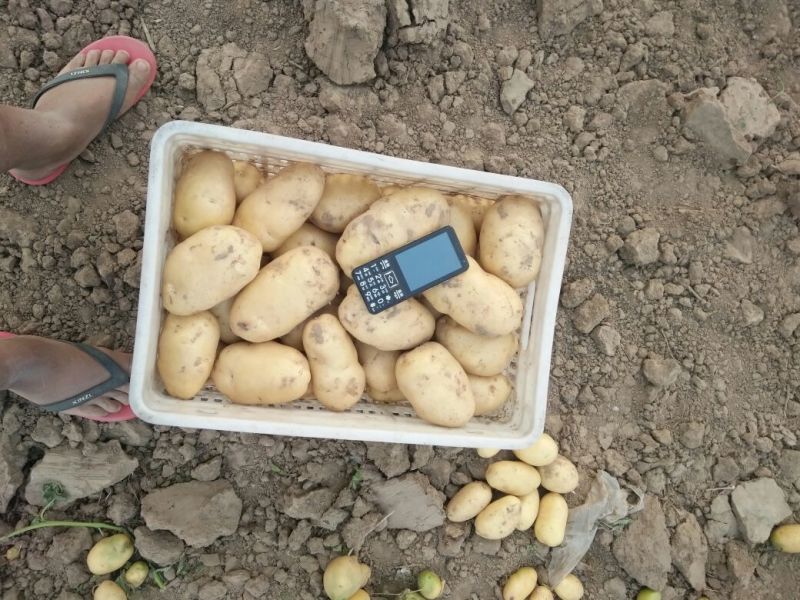 荷兰十五土豆通货2两以上