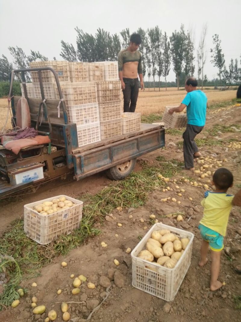 荷兰十五土豆通货2两以上