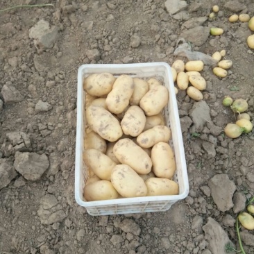 荷兰十五土豆通货2两以上