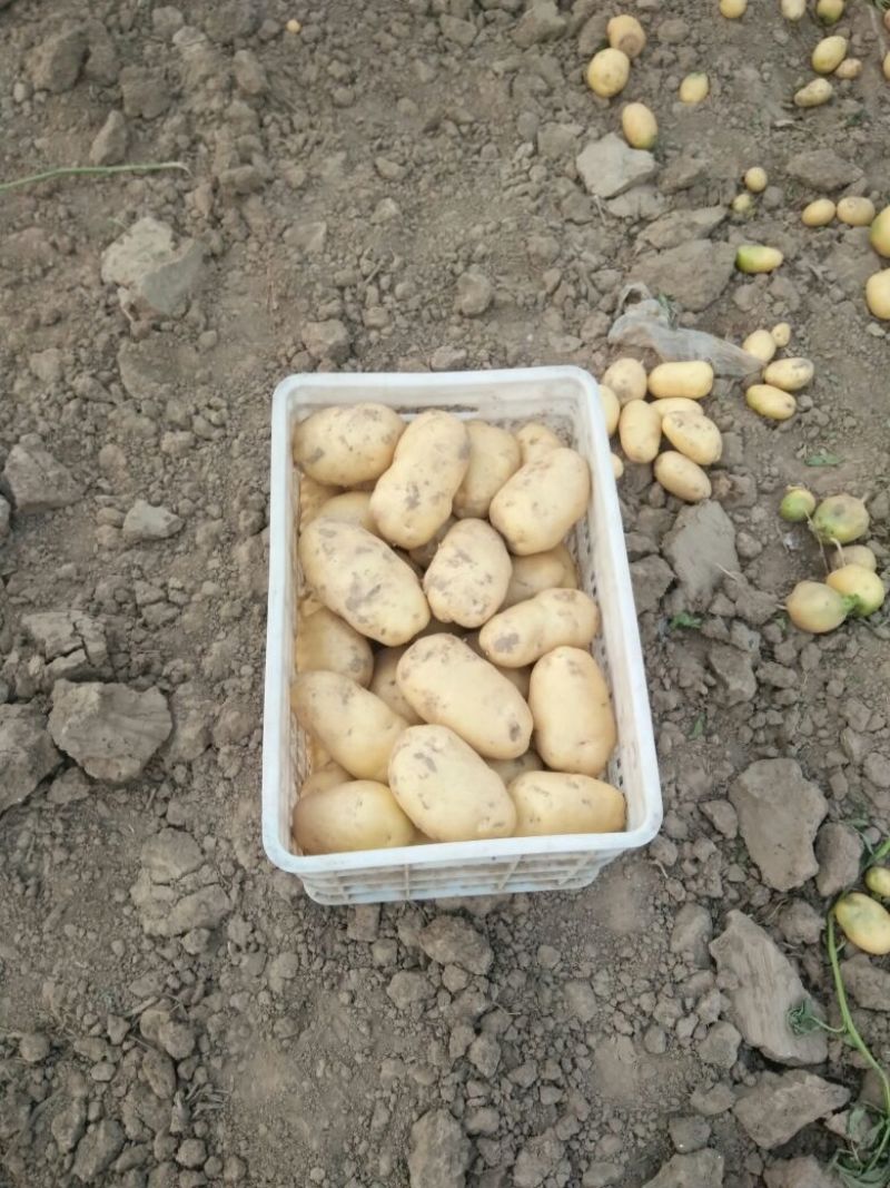 荷兰十五土豆通货2两以上