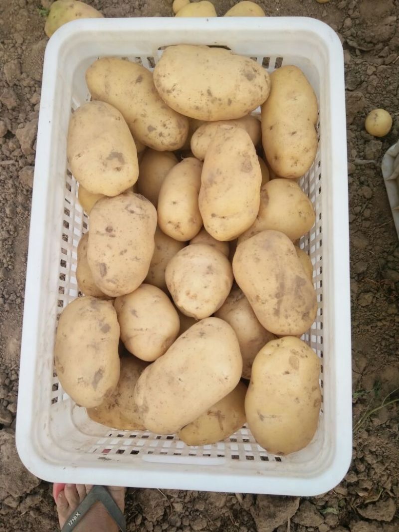 荷兰十五土豆通货2两以上